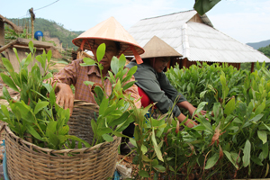 Hội viên phụ nữ xã Toàn Sơn (Đà Bắc) chuẩn bị giống cây lâm nghiệp phục vụ trồng rừng.